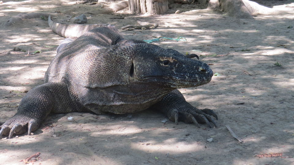 Photo of Komodo National Park, East Nusa Tenggara, Indonesia by Amrita Banerjee