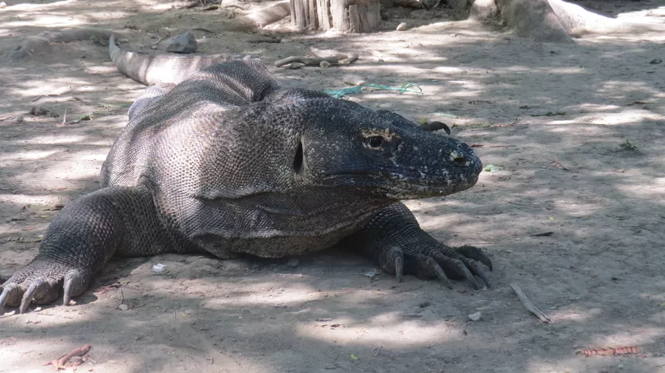 Photo of Komodo National Park, East Nusa Tenggara, Indonesia by Amrita Banerjee
