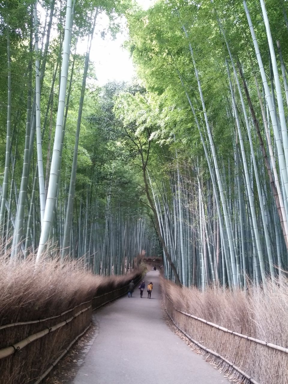 Photo of Arashiyama Bamboo Groves by Dianne Goh