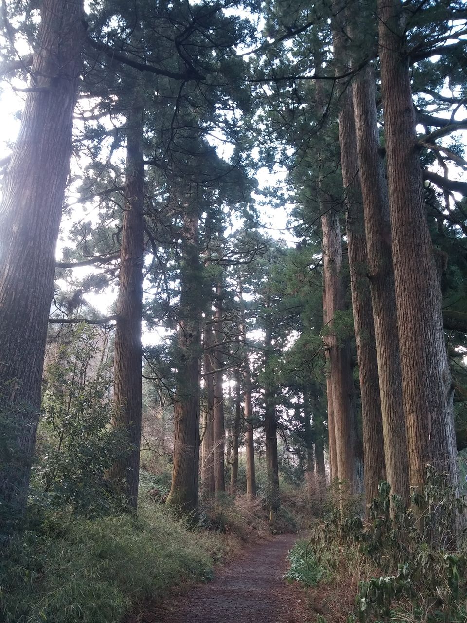 Photo of Hakone, Kanagawa Prefecture, Japan by Dianne Goh