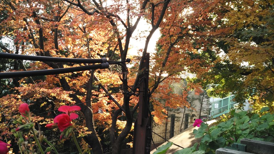 Photo of More About Visiting Japan Over the New Year by Dianne Goh
