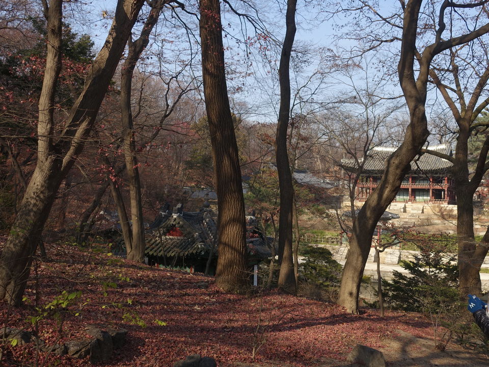 Photo of Changdeokgung Palace and Huwon, Yulgok-ro, South Korea by Dianne Goh