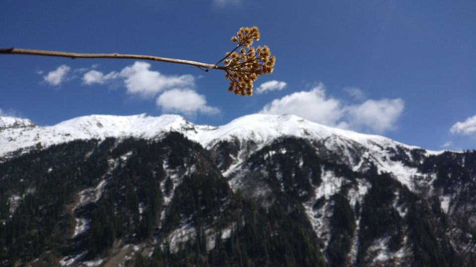 Photo of INR 5500, 5Days: Magic Valley-Malana-Toshiko-Kasol 1/5 by Natasha Sharma