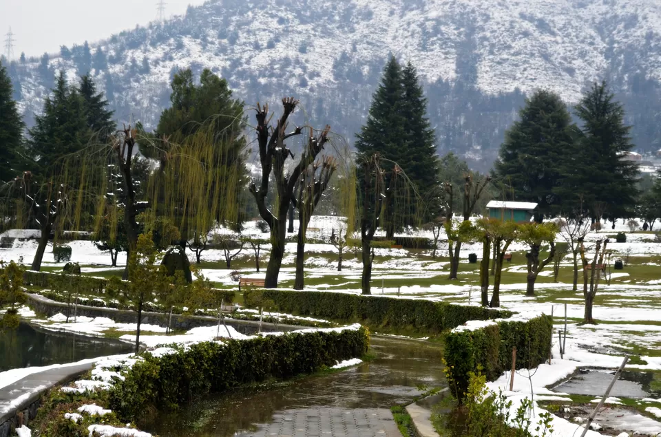 Photo of Botanical Garden, Badaamwari, Srinagar, Jammu and Kashmir 190003 by Niraz Nizam