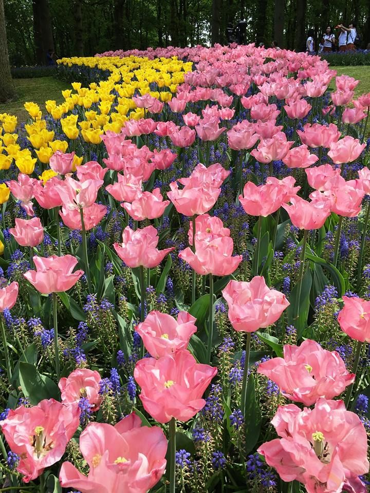 Photo of Netherlands - Going Dutch! by Mrunal