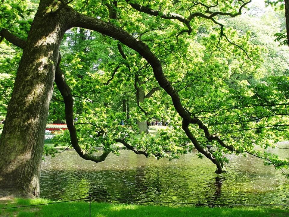 Photo of Netherlands - Going Dutch! by Mrunal