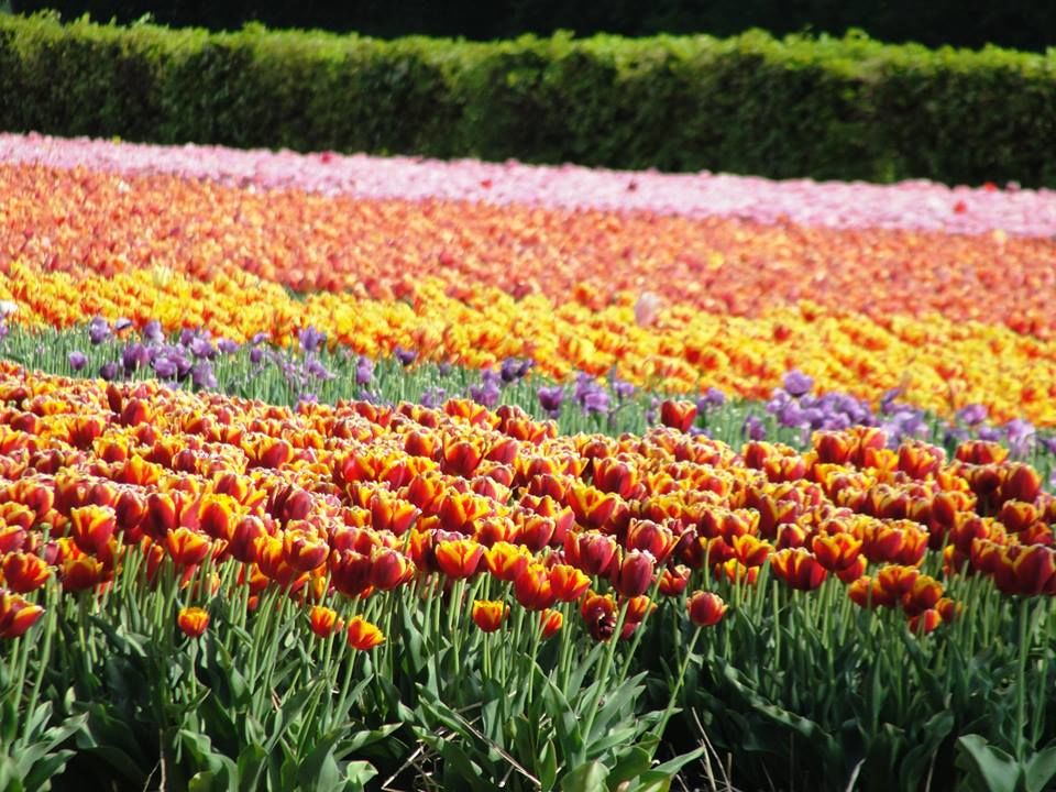 Photo of Netherlands - Going Dutch! by Mrunal