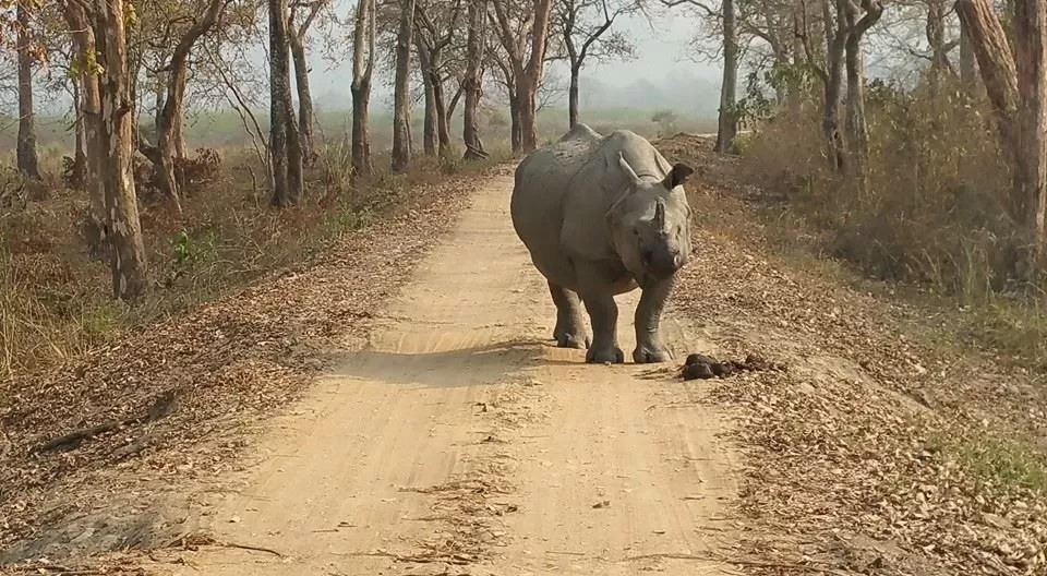 Photo of Kaziranga National Park, Kanchanjuri, Assam, India by Amrita Kapoor