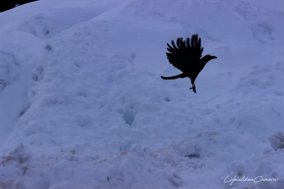 Photo of Sethan, Himachal Pradesh, India by Soma Ghosh
