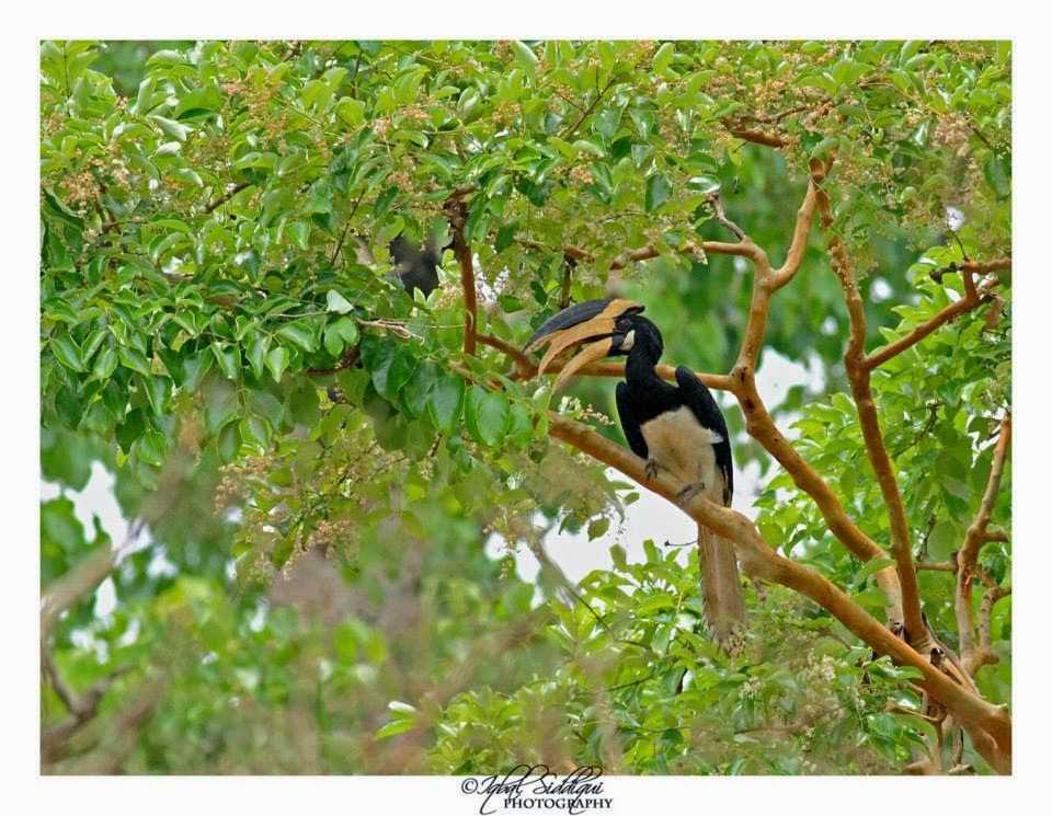 Photo of Dandeli, a Birder's Paradise ! 1/6 by Iqbal Siddiqui