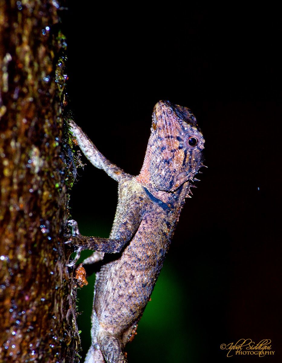 Photo of Dandeli, a Birder's Paradise ! 3/6 by Iqbal Siddiqui