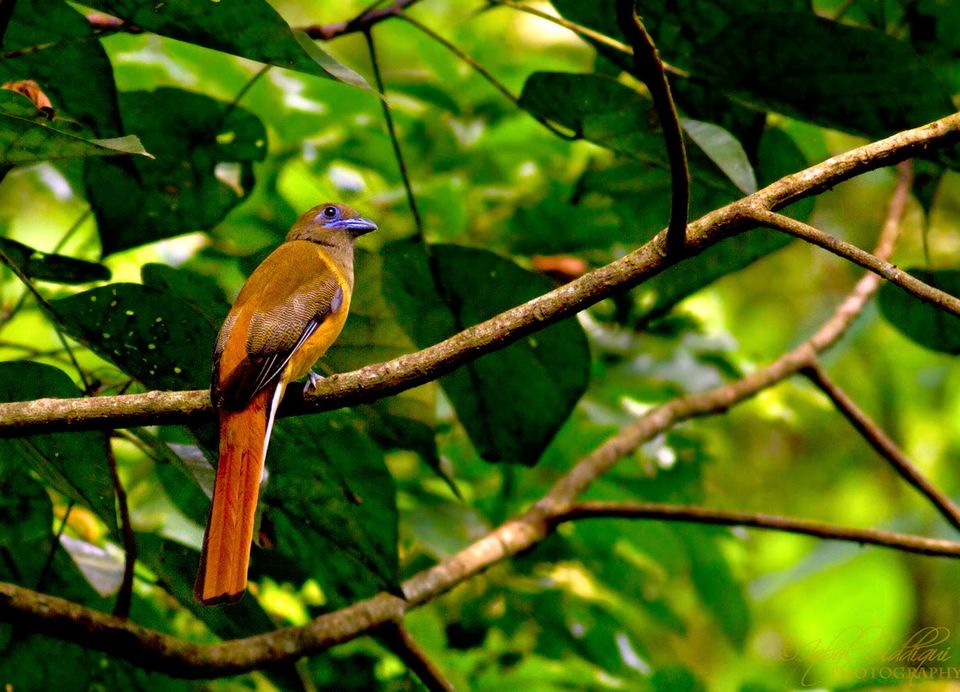 Photo of Dandeli, a Birder's Paradise ! 4/6 by Iqbal Siddiqui