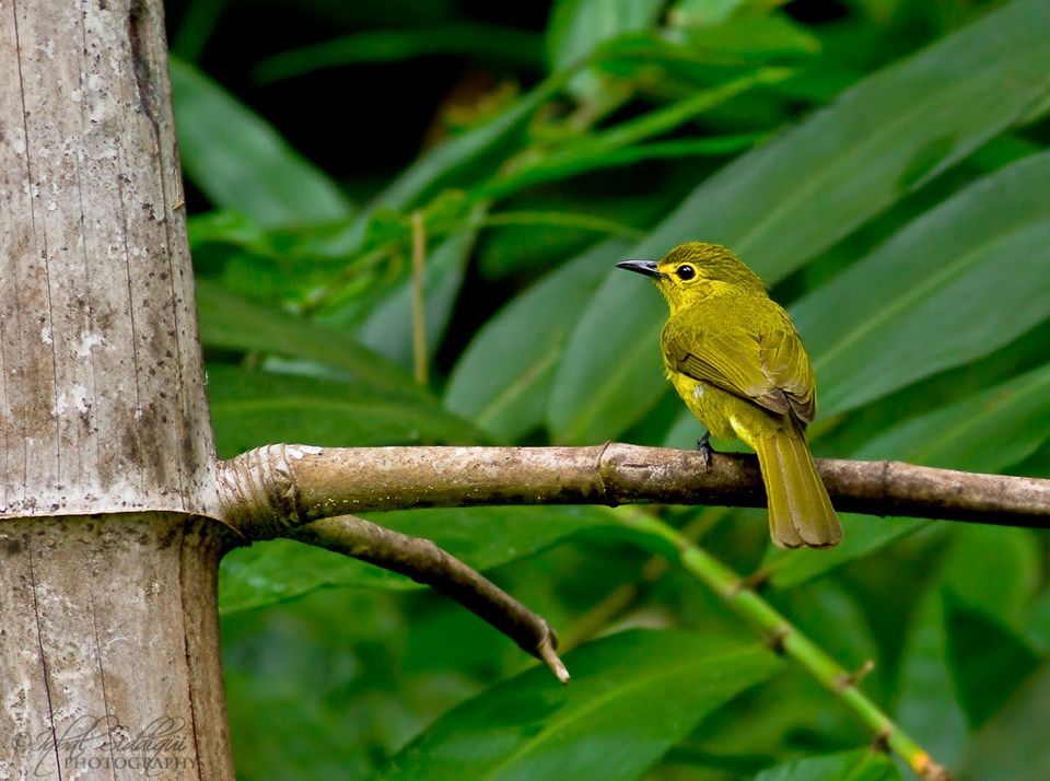 Photo of Dandeli, a Birder's Paradise ! 5/6 by Iqbal Siddiqui