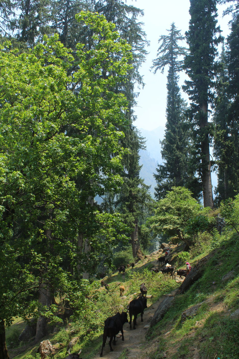Photo of When My mind set to be lost into Parvati Valley, Himachal Pradesh by Shubhrojyoti Laha
