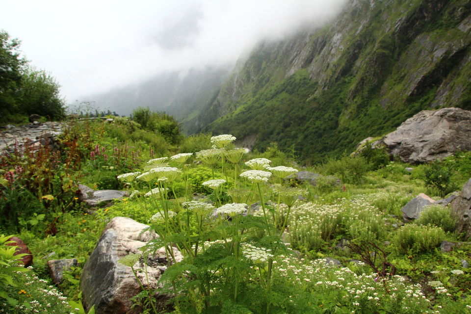 Photo of Valley of Flowers National Park, Uttarakhand, India by Shubhrojyoti Laha