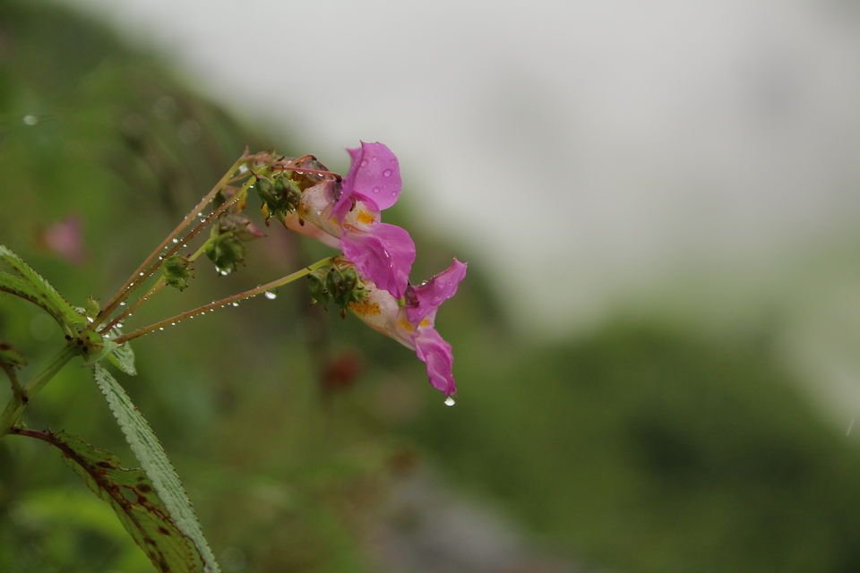 Photo of Valley of Flowers National Park, Uttarakhand, India by Shubhrojyoti Laha