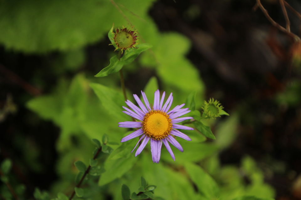 Photo of Valley of Flowers National Park, Uttarakhand, India by Shubhrojyoti Laha