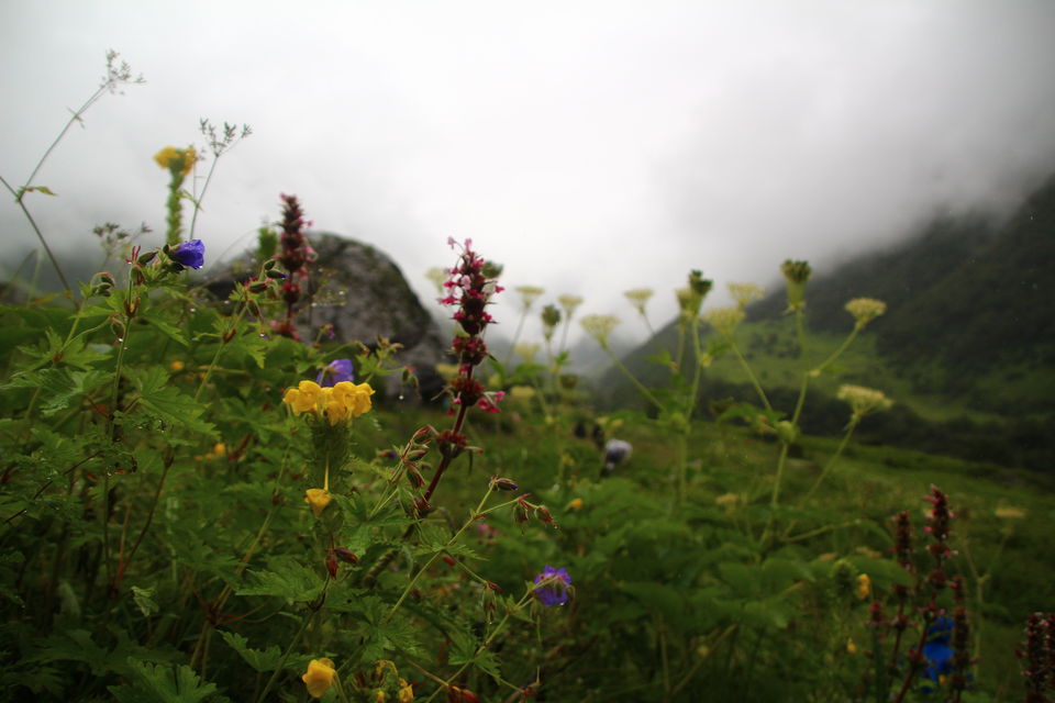 Photo of Valley of Flowers National Park, Uttarakhand, India by Shubhrojyoti Laha