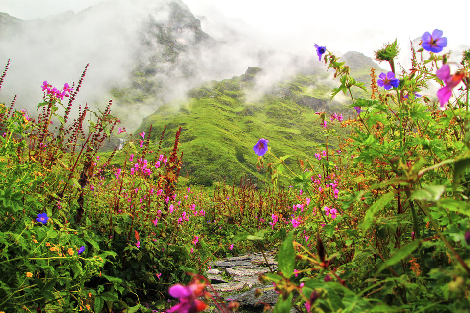 Photo of Valley of Flowers National Park, Uttarakhand, India by Shubhrojyoti Laha