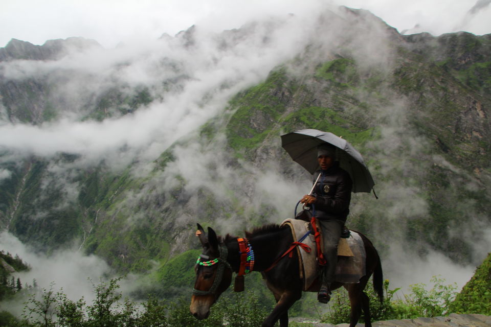 Photo of Trek to valley of flowers and Hemkund Sahib by Shubhrojyoti Laha