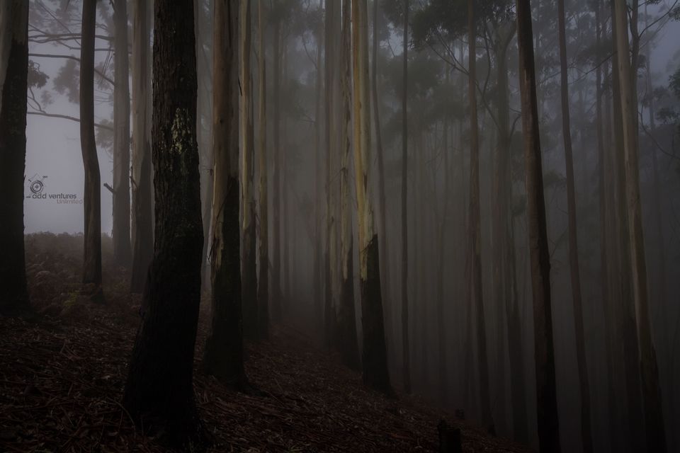 Photo of Mystery in the air – Kodai! 5/7 by Pratiksha bhat