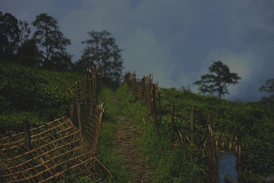 Photo of Sikkim Sojourn 6/16 by Pratiksha bhat