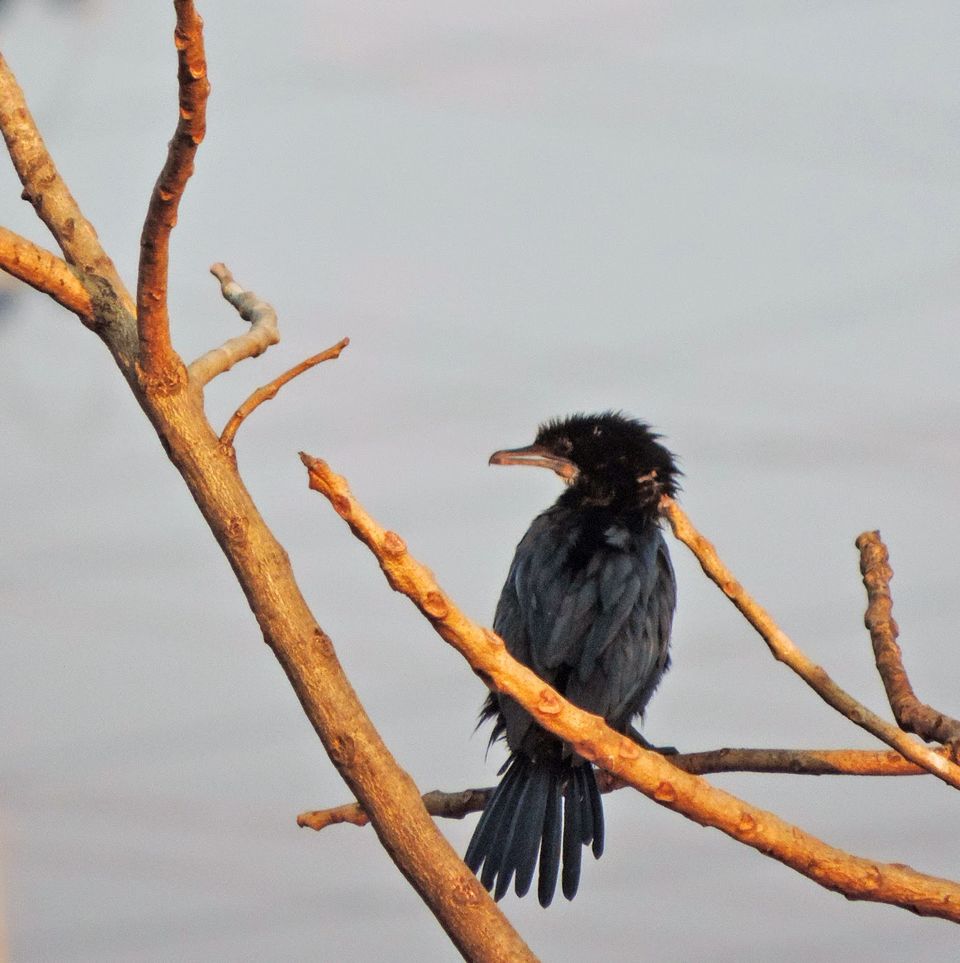 Photo of On the Soil of Bhandup Pumping Station 3/14 by Dixit Motiwala