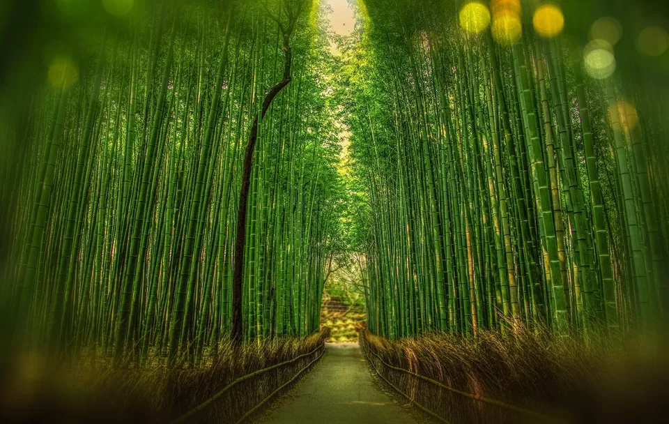 Photo of Arashiyama Bamboo Grove, Saganonomiyacho, Ukyō-ku, Kyoto, Kyoto Prefecture, Japan by Divas Bahuguna