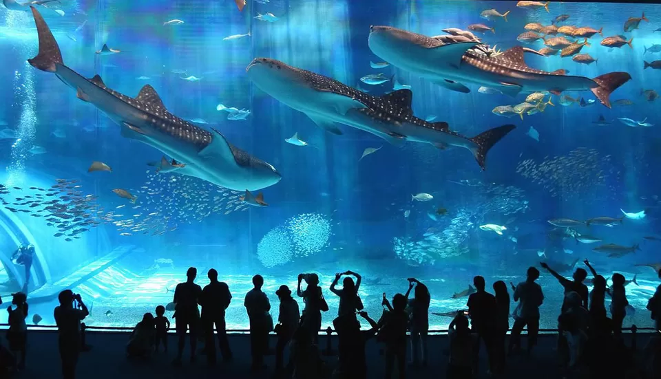 Photo of Osaka Aquarium, 1 Chome-1-10 Kaigandori, Minato Ward, Osaka, Osaka Prefecture, Japan by Divas Bahuguna