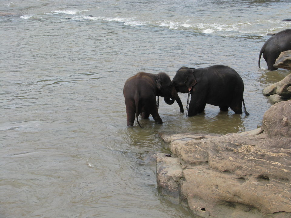 Photo of My very first Solo Trip to Lanka ! by Sneha Rao