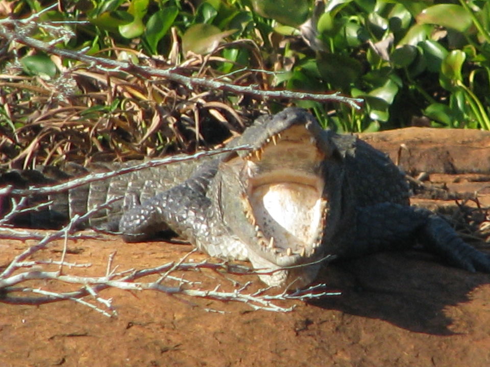 Photo of My very first Solo Trip to Lanka ! by Sneha Rao