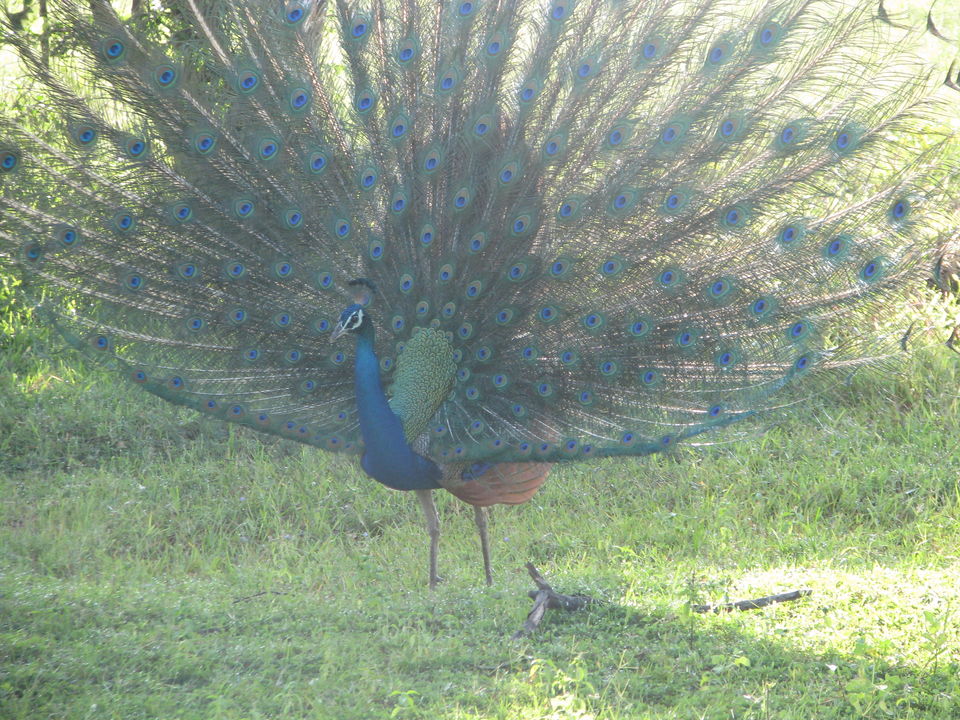 Photo of My very first Solo Trip to Lanka ! by Sneha Rao