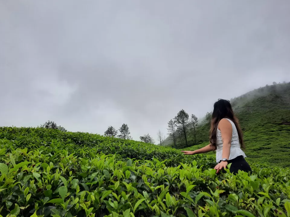 Photo of Munnar By Carol Crasto