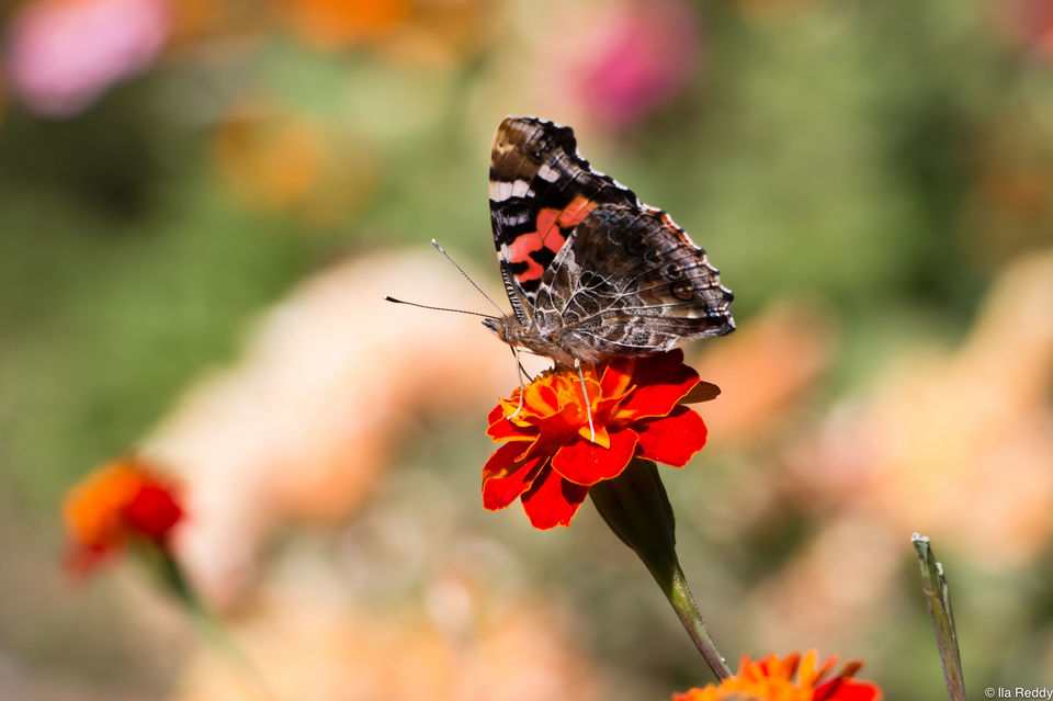 Photo of Chasing Sunsets & Butterflies: 12 Trips in 12 Months with a Full-Time Job by Ila Reddy