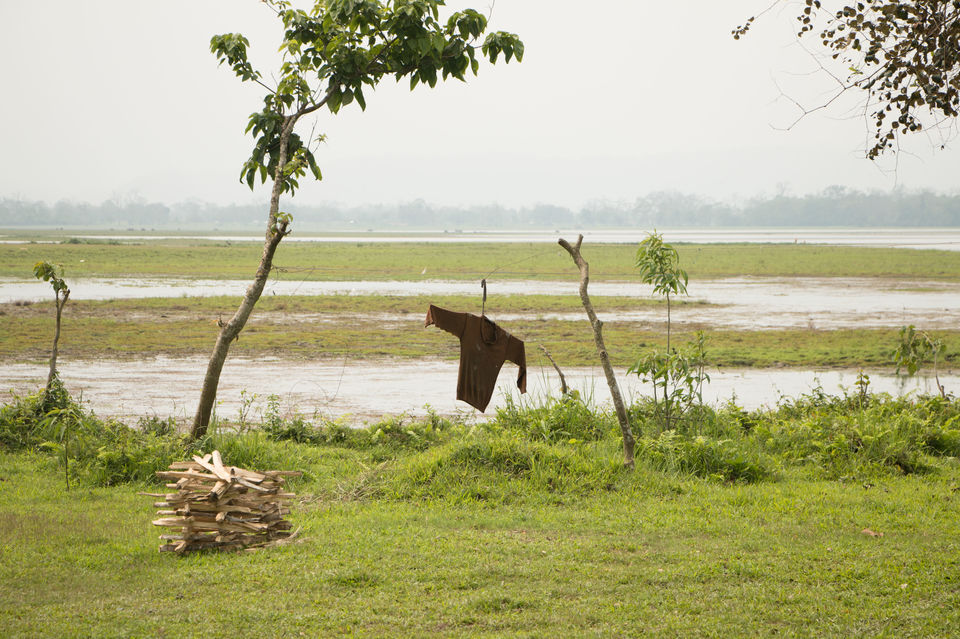 Photo of Magic of the Night-Time in Kaziranga 1/2 by Ila Reddy