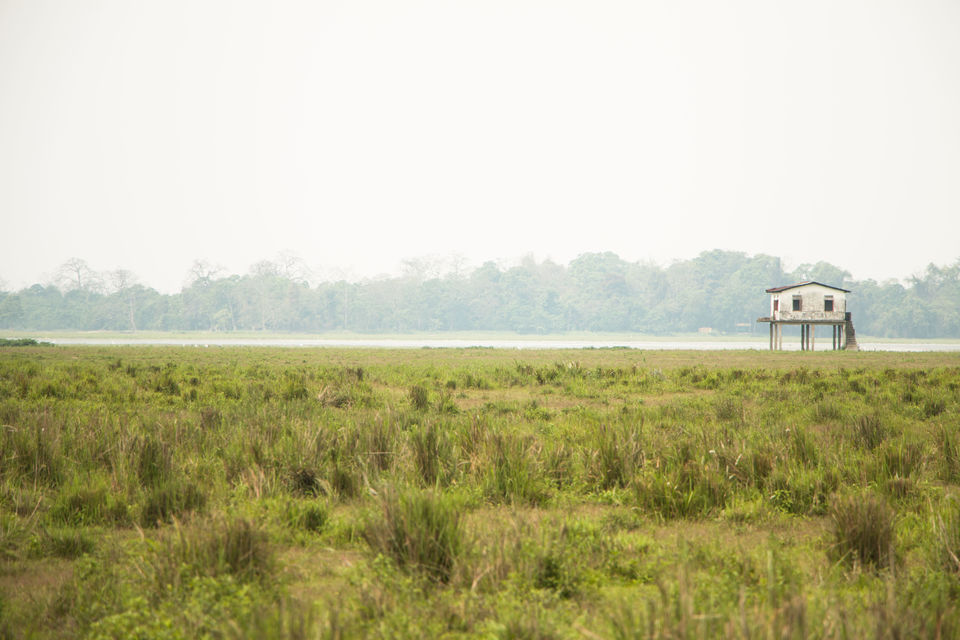Photo of Magic of the Night-Time in Kaziranga 2/2 by Ila Reddy