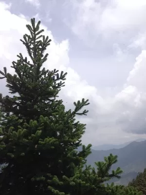 Photo of Ali Bugyal, Roopkund Trail, Chamoli, Uttarakhand, India by Susan Halfhide