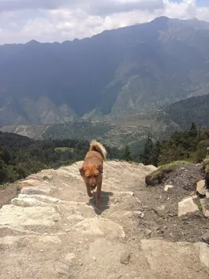 Photo of Lohajung, Chamoli, Uttarakhand, India by Susan Halfhide