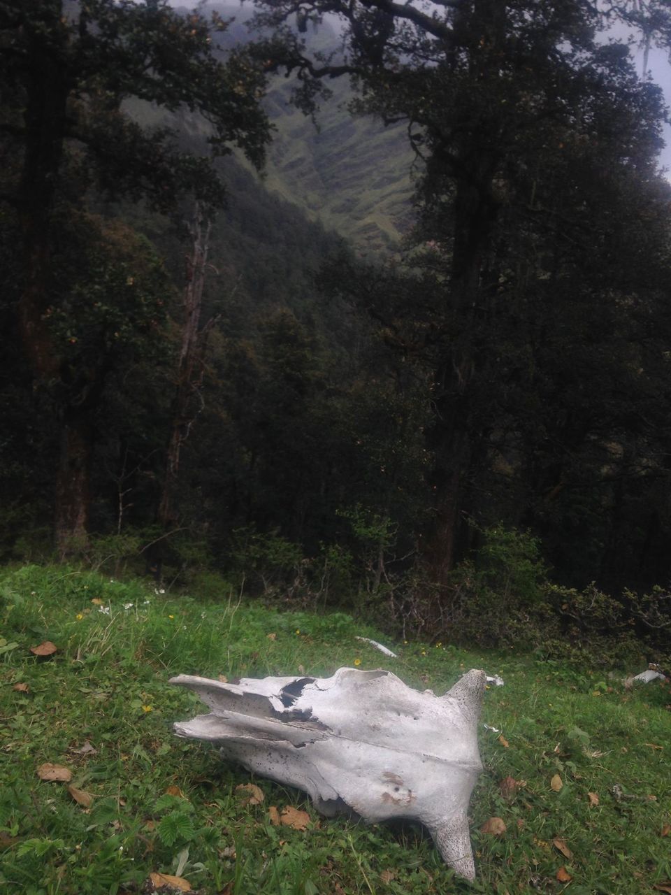 Photo of Roopkund - Revealed 28/54 by Susan Halfhide