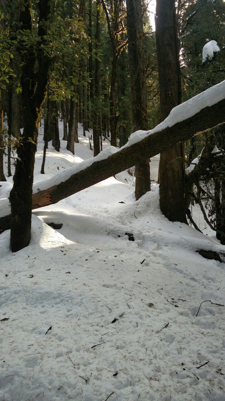 Photo of Kedarkantha, Singtur Range, Uttarakhand, India by Susan Halfhide