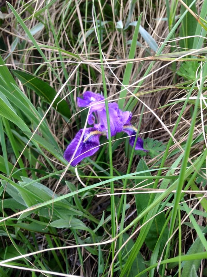 Photo of Valley of Flowers 2015 : A perfect beginner's trek by Susan Halfhide