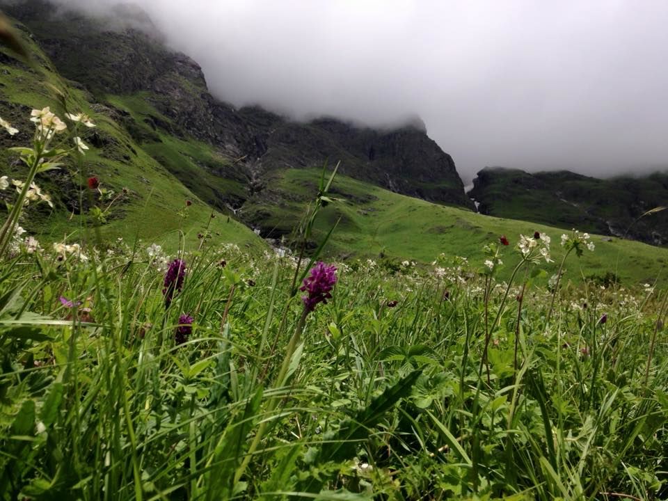 Photo of Valley of Flowers 2015 : A perfect beginner's trek by Susan Halfhide