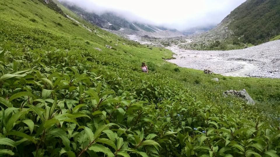 Photo of Valley of Flowers National Park, Chamoli, Uttarakhand, India by Susan Halfhide