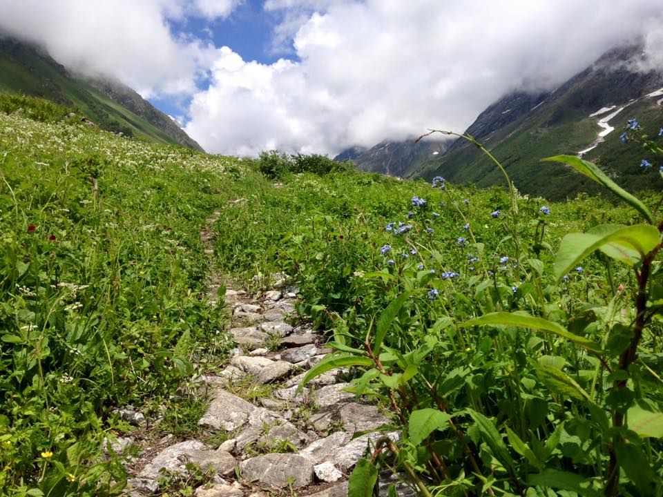 Photo of Valley of Flowers National Park, Chamoli, Uttarakhand, India by Susan Halfhide