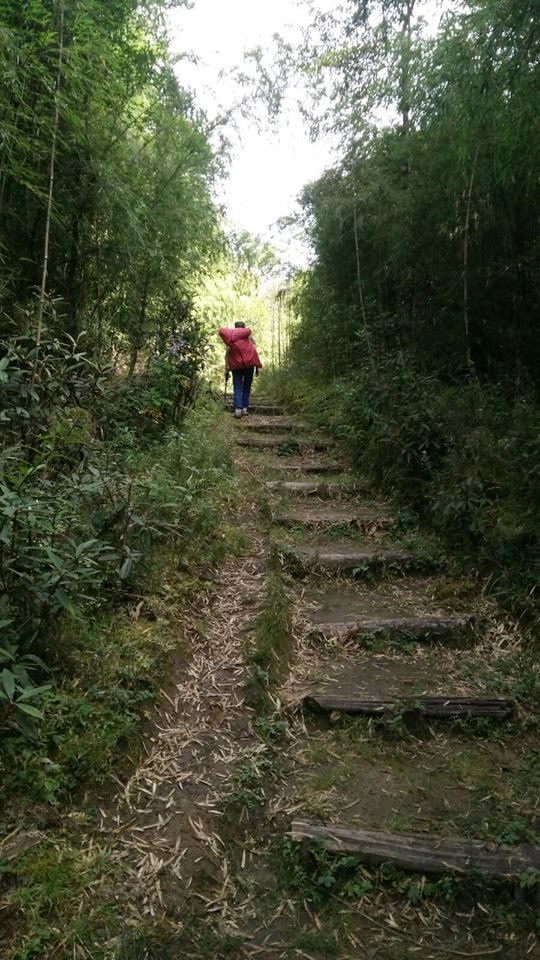 Photo of Sandakphu - Of misty roads and grand vistas, and a sweet surprise! by Susan Halfhide