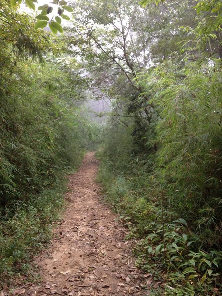 Photo of Sandakphu - Of misty roads and grand vistas, and a sweet surprise! by Susan Halfhide