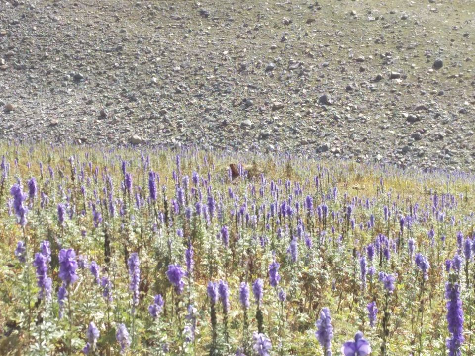 Photo of Kashmir Great Lakes : Trekking in Heaven (Sep'17) by Susan Halfhide