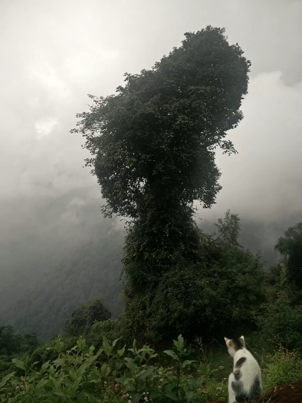 Photo of Tshoka, Sikkim, India by Susan Halfhide
