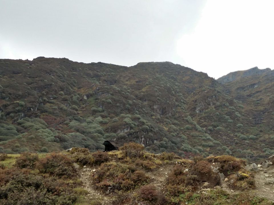 Photo of Goechala Trek 2018 - my personal journey to bliss. by Susan Halfhide