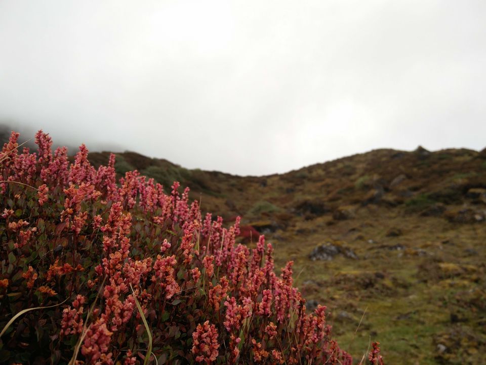 Photo of Goechala Trek 2018 - my personal journey to bliss. by Susan Halfhide